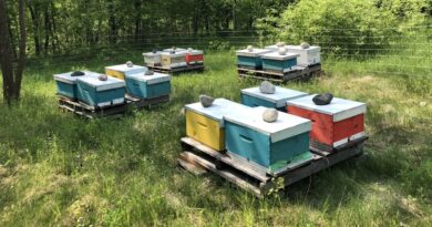 Abitibi | Des millions d’hydromelières dans l’île Nepawa