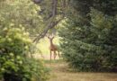 Accidents de chasse en hausse : une réforme ambitieuse s'impose ! ⋆ Savoir Animal