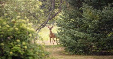 Accidents de chasse en hausse : une réforme ambitieuse s'impose ! ⋆ Savoir Animal