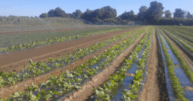 Aide à l'investissement pour l'irrigation des parcelles agricoles