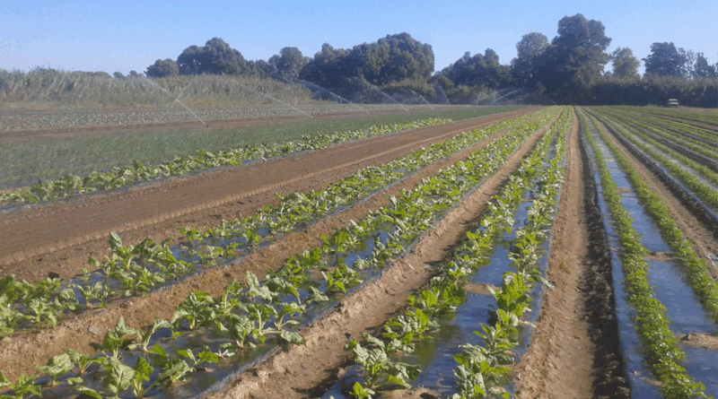 Aide à l'investissement pour l'irrigation des parcelles agricoles