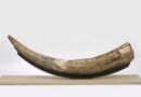 Ancient DNA reveals deeply complex Mastodon family and repeated migrations driven by climate change