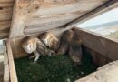 Après "une crise" cet été, Paloume, qui soigne les animaux sauvages à Pouydesseaux, refonctionne sans restrictions - ici