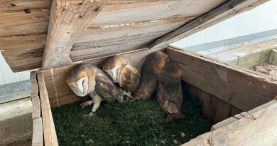 Après "une crise" cet été, Paloume, qui soigne les animaux sauvages à Pouydesseaux, refonctionne sans restrictions - ici