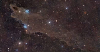 A huge cloud of dark brown gas is pictured hanging against a colourful starfield. The left section of the cloud takes the form of a gaping shark's may as seen from the side, with a bright star forming its eye, while the remainder forms the body to the right of the image with a suggestion of dorsal and pectoral fins.