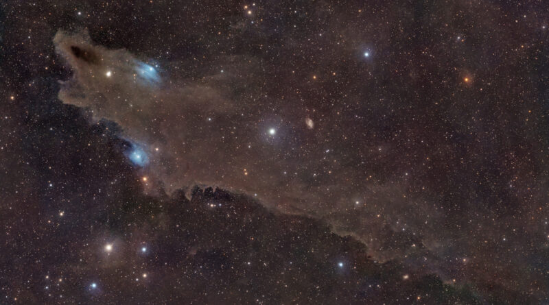 A huge cloud of dark brown gas is pictured hanging against a colourful starfield. The left section of the cloud takes the form of a gaping shark's may as seen from the side, with a bright star forming its eye, while the remainder forms the body to the right of the image with a suggestion of dorsal and pectoral fins.