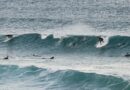 Australie : un surfeur tué par "un grand requin" au large de Sydney