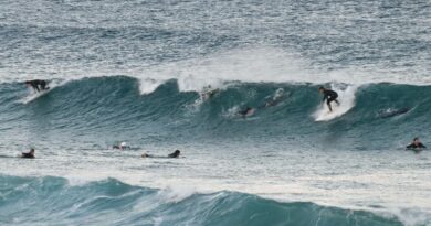 Australie : un surfeur tué par "un grand requin" au large de Sydney