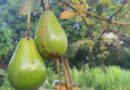 Avocat péyi : un fruit populaire, une filière encore à construire en Guadeloupe