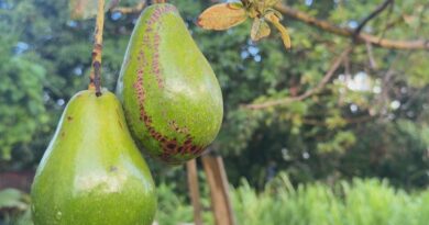 Avocat péyi : un fruit populaire, une filière encore à construire en Guadeloupe