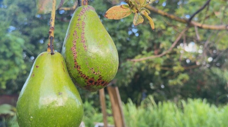 Avocat péyi : un fruit populaire, une filière encore à construire en Guadeloupe