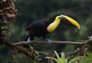 Guyane française, Cayenne, rainforest, river, Amazon, wildlife, Creole, rocket, nature