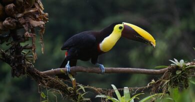 Guyane française, Cayenne, rainforest, river, Amazon, wildlife, Creole, rocket, nature