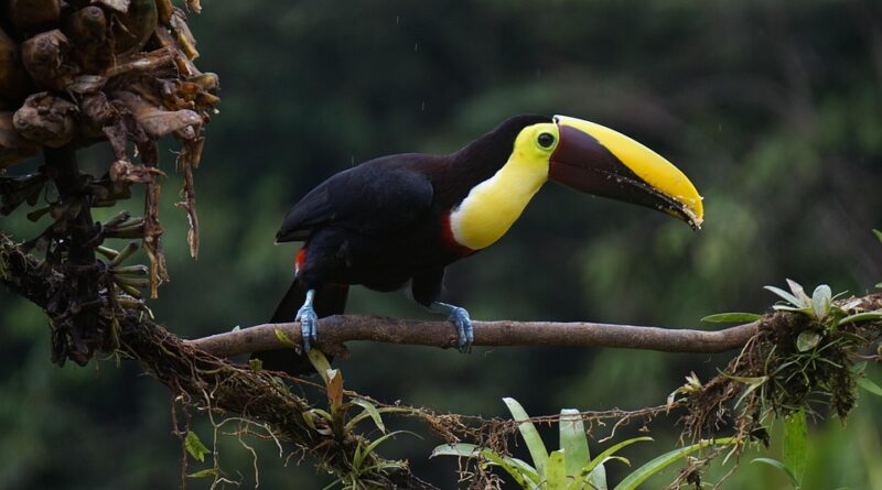 Guyane française, Cayenne, rainforest, river, Amazon, wildlife, Creole, rocket, nature