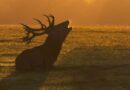 Brame du cerf 2025: les meilleurs endroits et balades accompagnées en Belgique - RTBF Actus