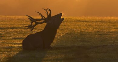 Brame du cerf 2025: les meilleurs endroits et balades accompagnées en Belgique - RTBF Actus