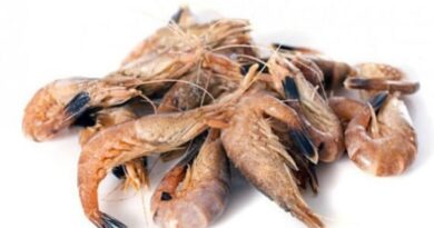 CREVETTES GRISES CUITES