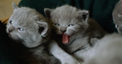 "Ça les stimule, de voir la souffrance de ces animaux" : sur Telegram, des vidéos de torture de chats se vendent à prix d'or