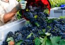 «Ça va continuer de tripler» : comment la Bretagne a triplé sa production de vin en un an