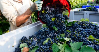 «Ça va continuer de tripler» : comment la Bretagne a triplé sa production de vin en un an