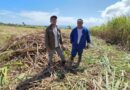 Cannes à terre : les planteurs font monter la pression