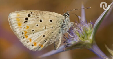 Ce papillon détient un record : 229 paires de chromosomes, un chiffre inégalé dans le règne animal