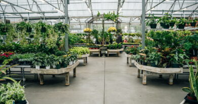 C'est ce qu'il faut absolument planter avant l'arrivée de l'automne pour réussir à coup sûr