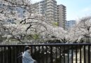 Comment le Japon a réussi à atteindre le nombre record de 100 000 centenaires ?