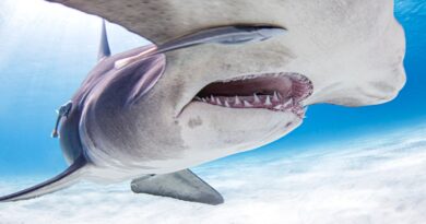 Coraux, huîtres et dents de requins : les conséquences de l’acidification, un océan d’incertitudes