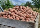 Creuse : comment se présente la récolte de pommes de terre 2025 ? - ici
