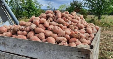 Creuse : comment se présente la récolte de pommes de terre 2025 ? - ici