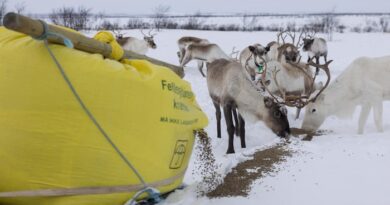 Des rennes mangent de la moulée qui tombe d'un grand sac.