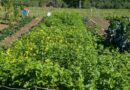 Dans son jardin de Thoiry, Robert sème de la moutarde comme engrais vert - ici