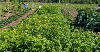 Dans son jardin de Thoiry, Robert sème de la moutarde comme engrais vert - ici