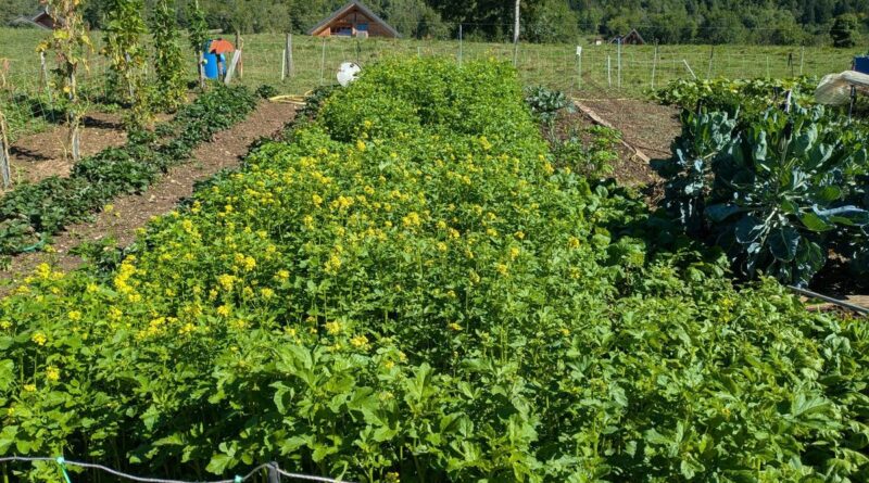 Dans son jardin de Thoiry, Robert sème de la moutarde comme engrais vert - ici