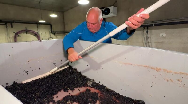 De la glace carbonique sur les raisins, c'est possible ! L’alliée fraîcheur inattendue des viticulteurs pour les vendanges