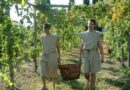 Découvrez le vin romain au Mas des Tourelles : un voyage dans le temps à Beaucaire - ici