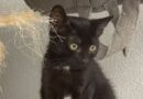 Des chatons à l'adoption au Refuge de l'Arbois à Aix-en-Provence