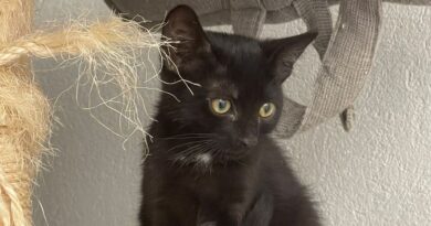Des chatons à l'adoption au Refuge de l'Arbois à Aix-en-Provence