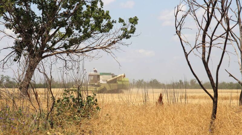 Des grains et des douilles. Comment les agriculteurs ukrainiens font leurs moissons - The Ukrainian Week - Actualités, reportages, analyses sur la vie en Ukraine