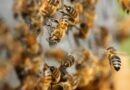 Des milliers d’abeilles ont voulu voler le miel de cette apicultrice qui a été prise de panique