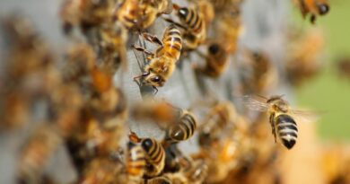 Des milliers d’abeilles ont voulu voler le miel de cette apicultrice qui a été prise de panique