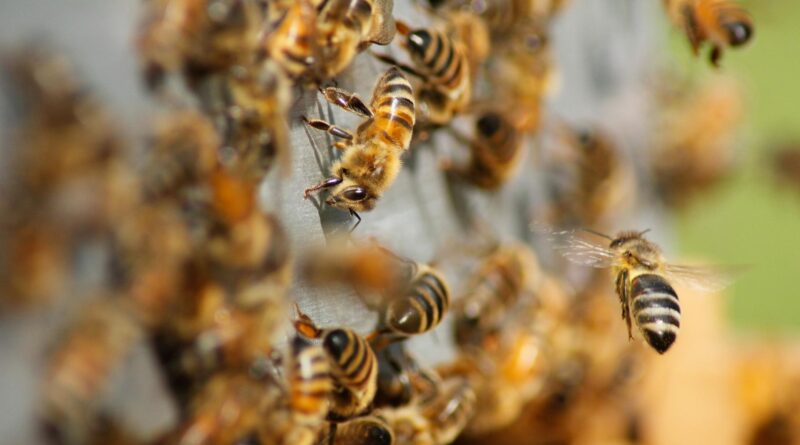 Des milliers d’abeilles ont voulu voler le miel de cette apicultrice qui a été prise de panique