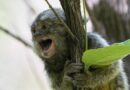 Des singes de laboratoire dans la nature après une intrusion dans un centre de recherche près de Strasbourg