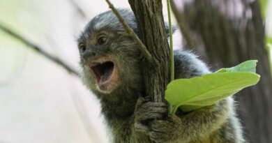 Des singes de laboratoire dans la nature après une intrusion dans un centre de recherche près de Strasbourg
