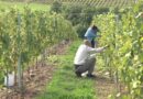 Des vignes en plein Dijon ? "Un potentiel pédoclimatique très intéressant" pour des chardonnays et des pinots noirs