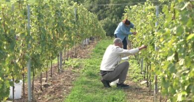 Des vignes en plein Dijon ? "Un potentiel pédoclimatique très intéressant" pour des chardonnays et des pinots noirs