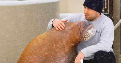 Phil Demers pose avec un morse.