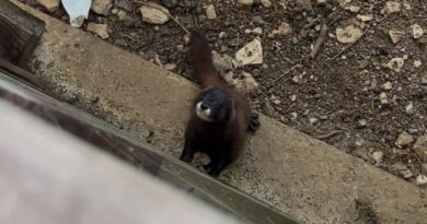 Dix visons du parc Zoodyssée en Deux-Sèvres relâchés dans la nature dans les deux Charentes, une première en France - ici