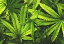 Don’t toss cannabis leaves. Scientists just found rare compounds inside